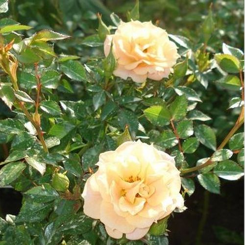 Shop - Rosa Zorba™ - gelb - kletterrosen - diskret duftend - L. Pernille Olesen,  Mogens Nyegaard Olesen - Hinaufstrebend wachsende Rose von dunkelgrünen,glänzenden Blättern bedeckt.